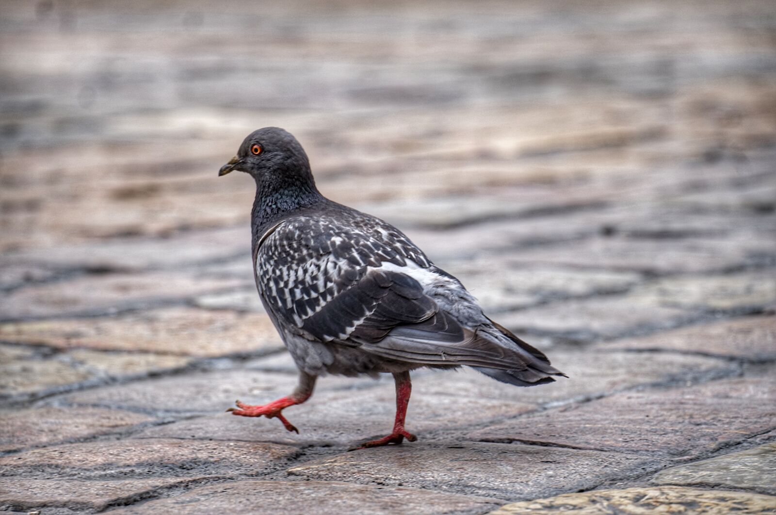 Fujifilm X-A2 + Fujifilm XC 50-230mm F4.5-6.7 OIS II sample photo. Dove, animal, bird photography