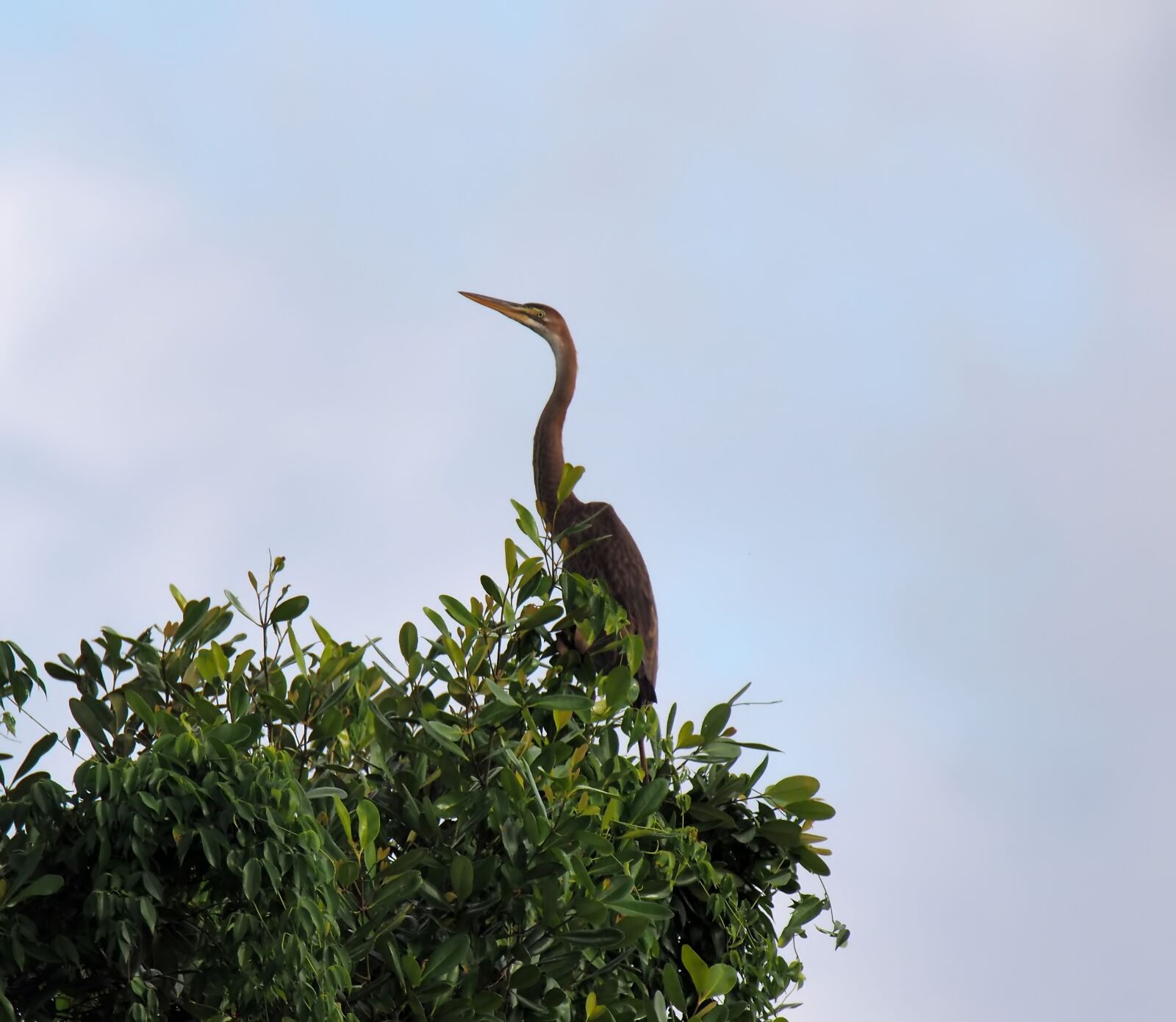 Olympus OM-D E-M1 sample photo. Purple, heron, bird photography