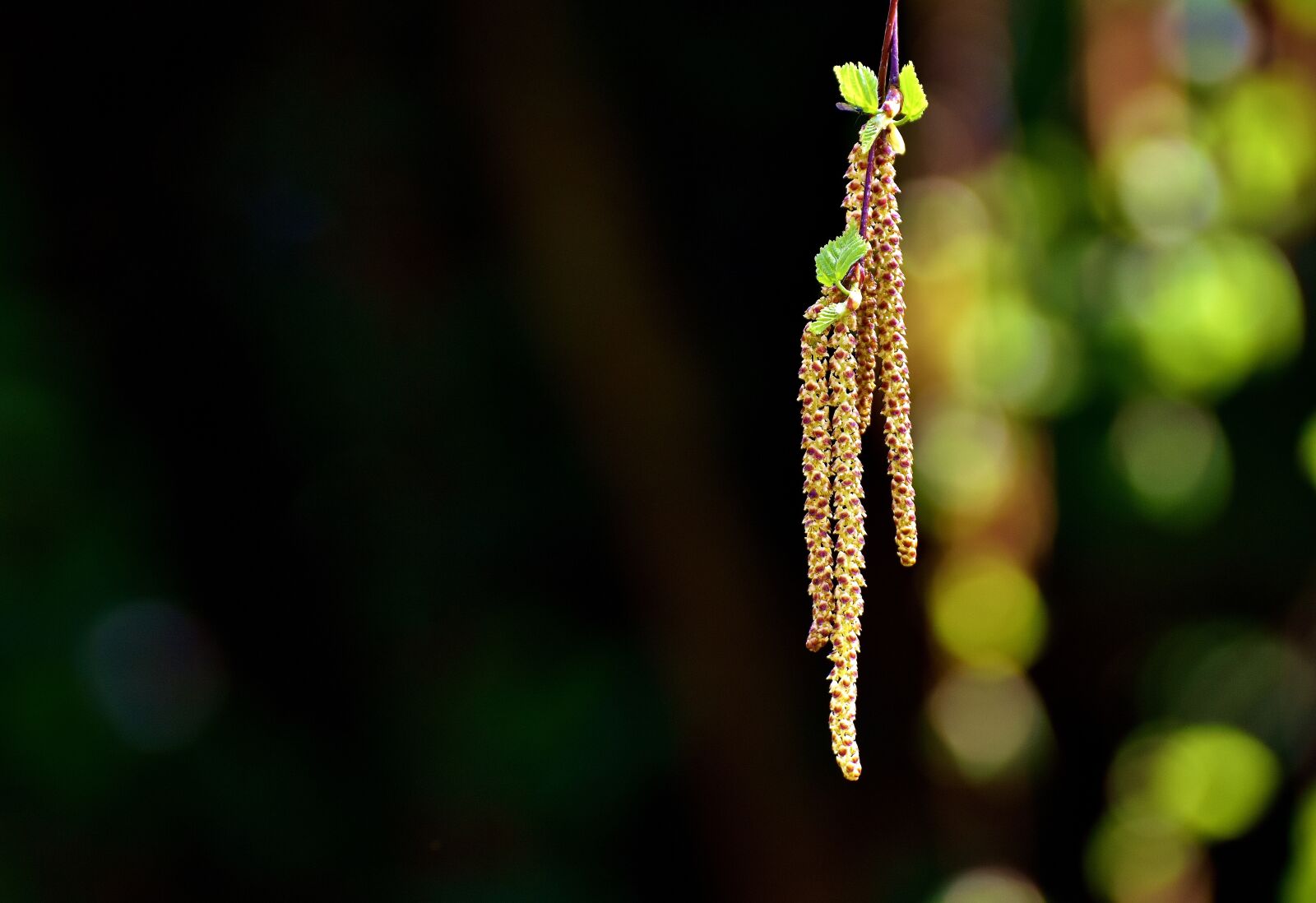 Nikon D7200 sample photo. Birch seeds, tree, depend photography