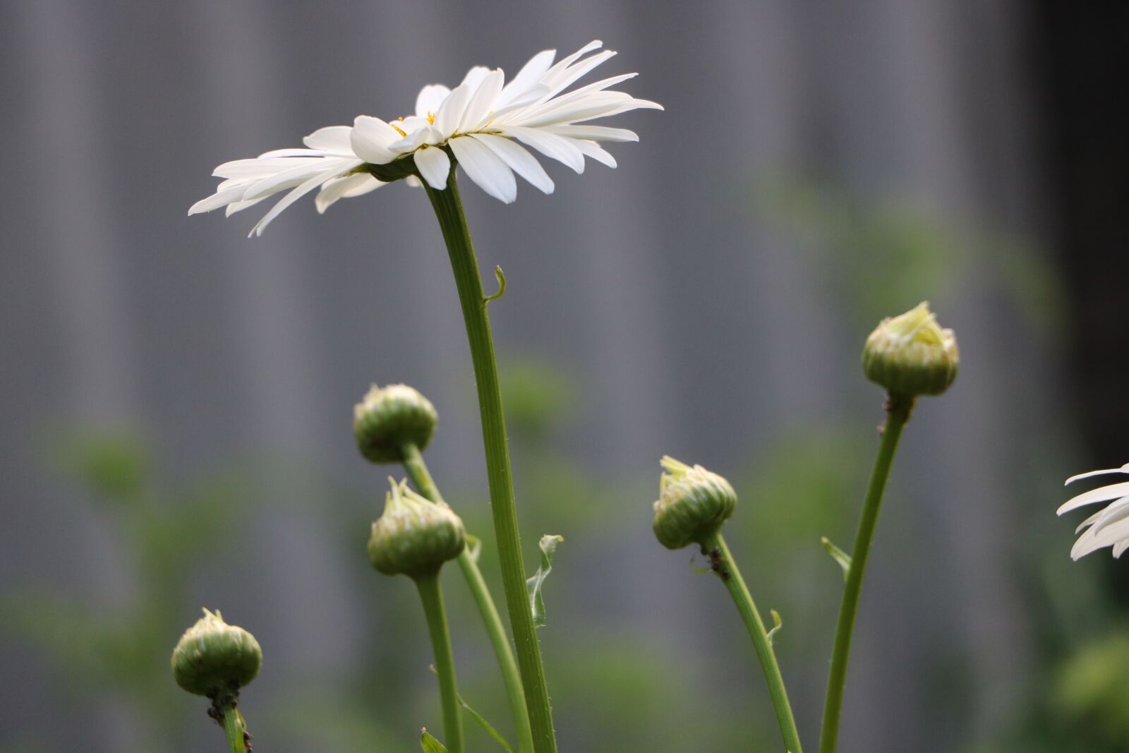 Canon EOS 750D (EOS Rebel T6i / EOS Kiss X8i) sample photo. Flower, white, white flowers photography