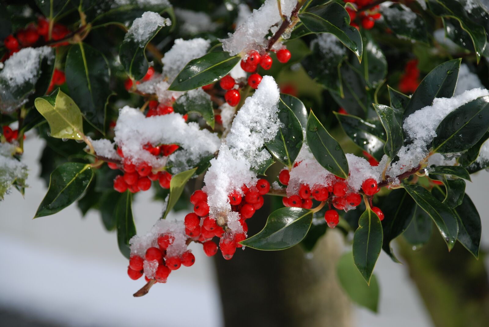 Nikon D80 sample photo. Tree, holly, branch photography