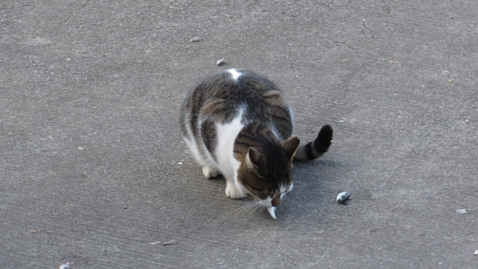 Canon PowerShot SX520 HS sample photo