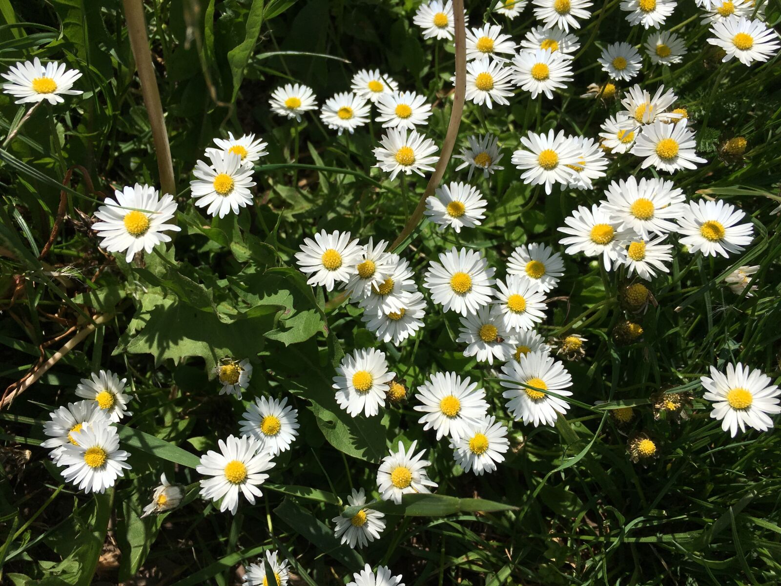Apple iPhone 6s sample photo. Flowers, meadow, daisy photography