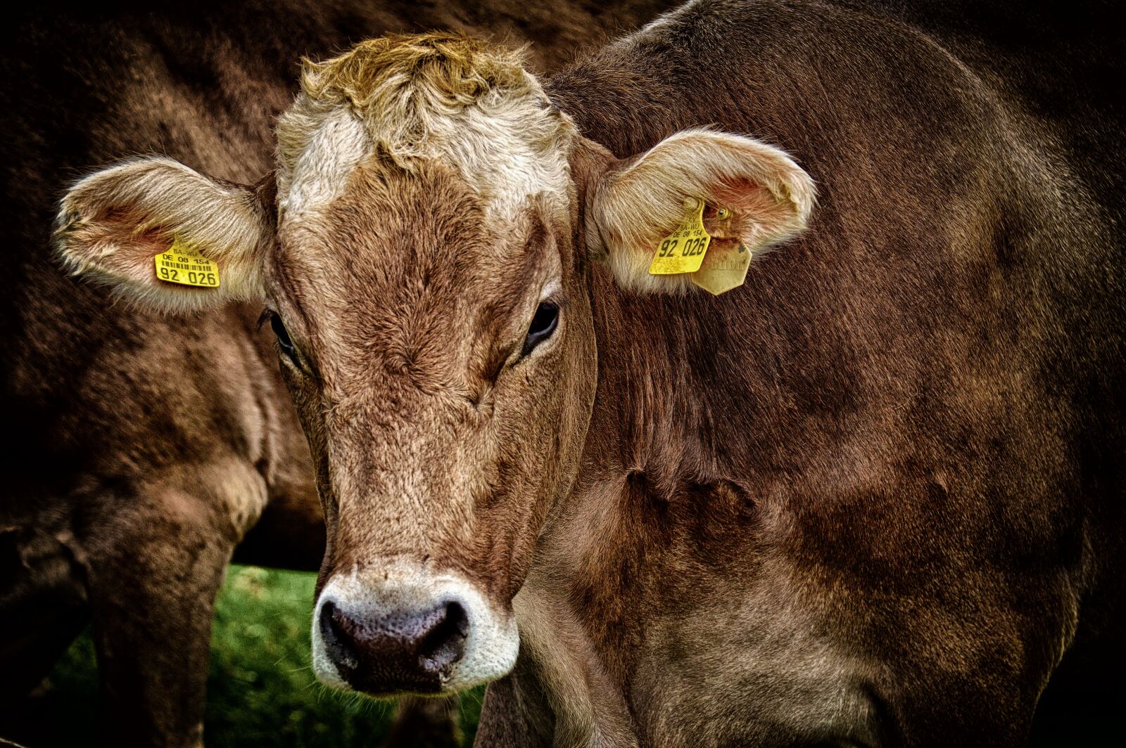 Nikon D3200 sample photo. Cow, allgäu, cows photography