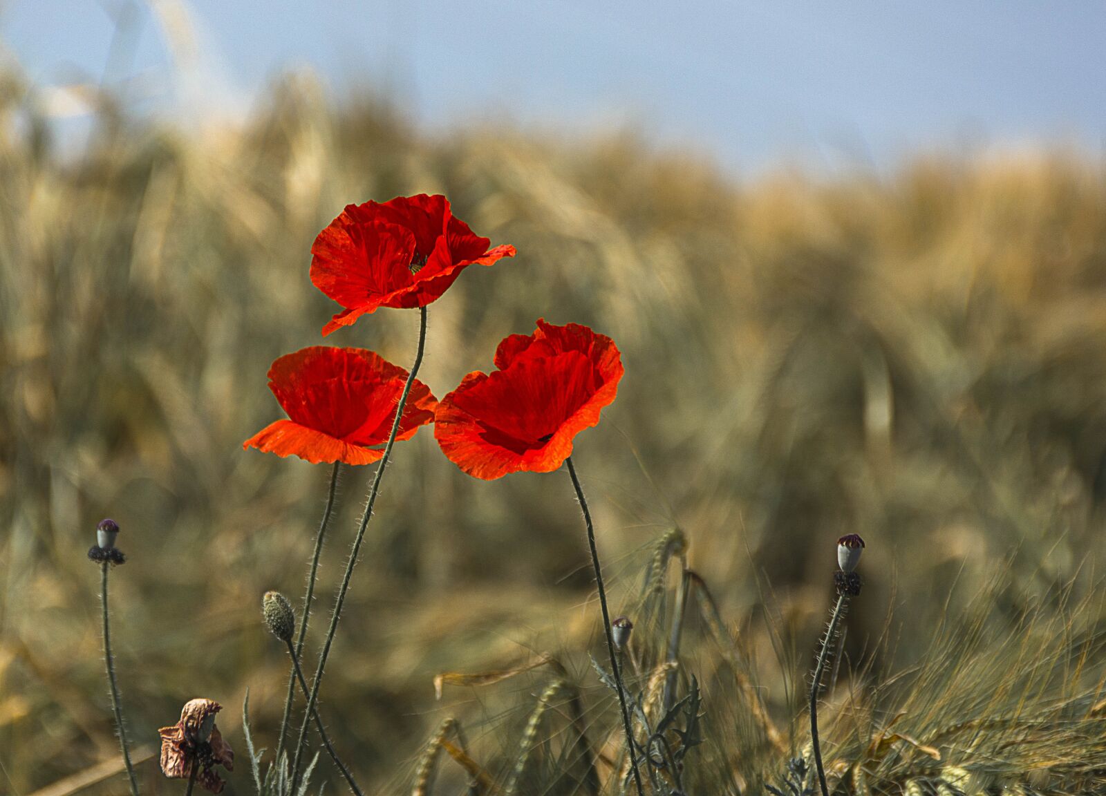 Nikon D7100 sample photo. Poppy, flower, poppies photography