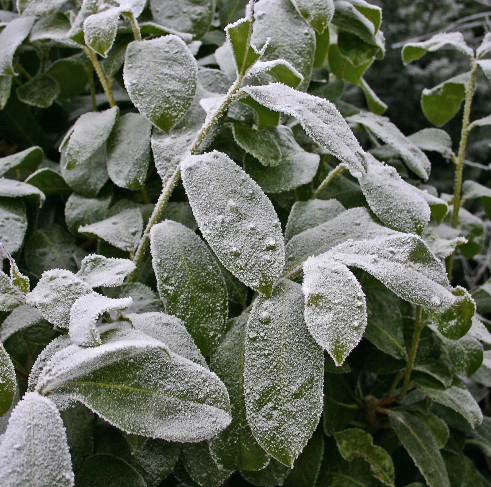 Canon EOS 300D (EOS Digital Rebel / EOS Kiss Digital) sample photo. Winter, hoarfrost, iced photography