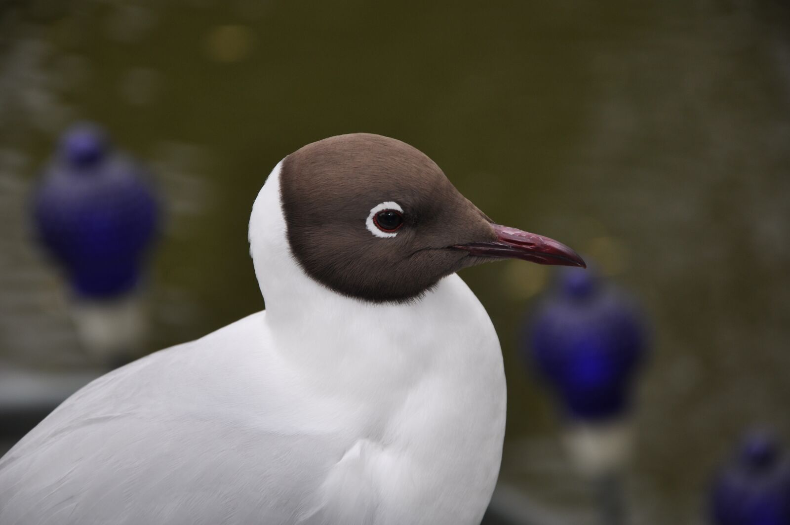 Nikon D90 sample photo. Seagull, bird, water bird photography