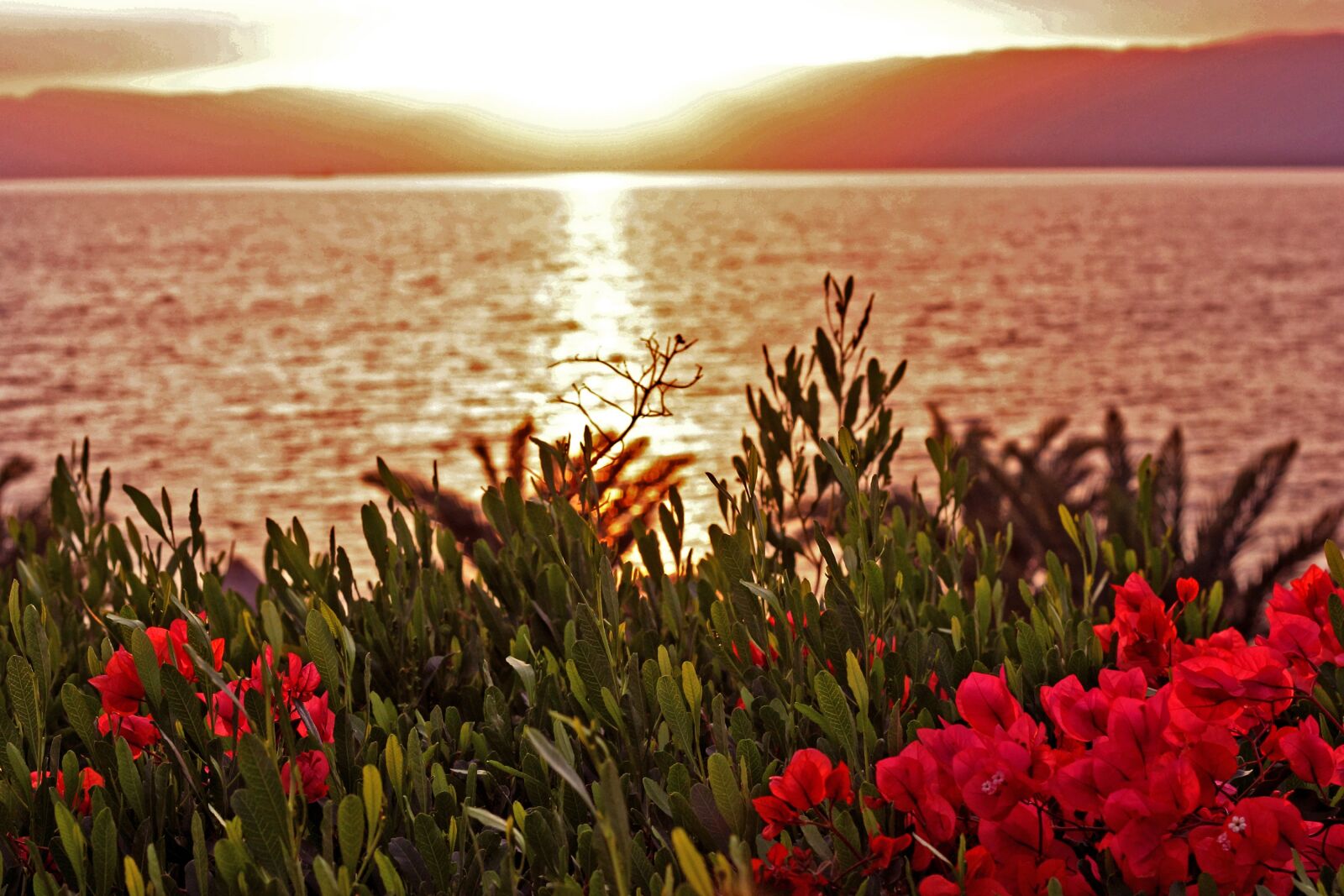 Canon EOS 60D + Canon EF 50mm F1.8 II sample photo. Flowers, sea, sunset photography