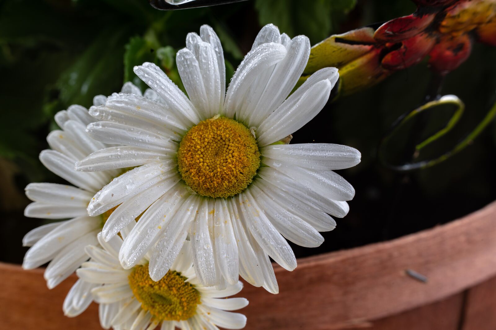 Sony a7R III sample photo. Flower, white, petals photography