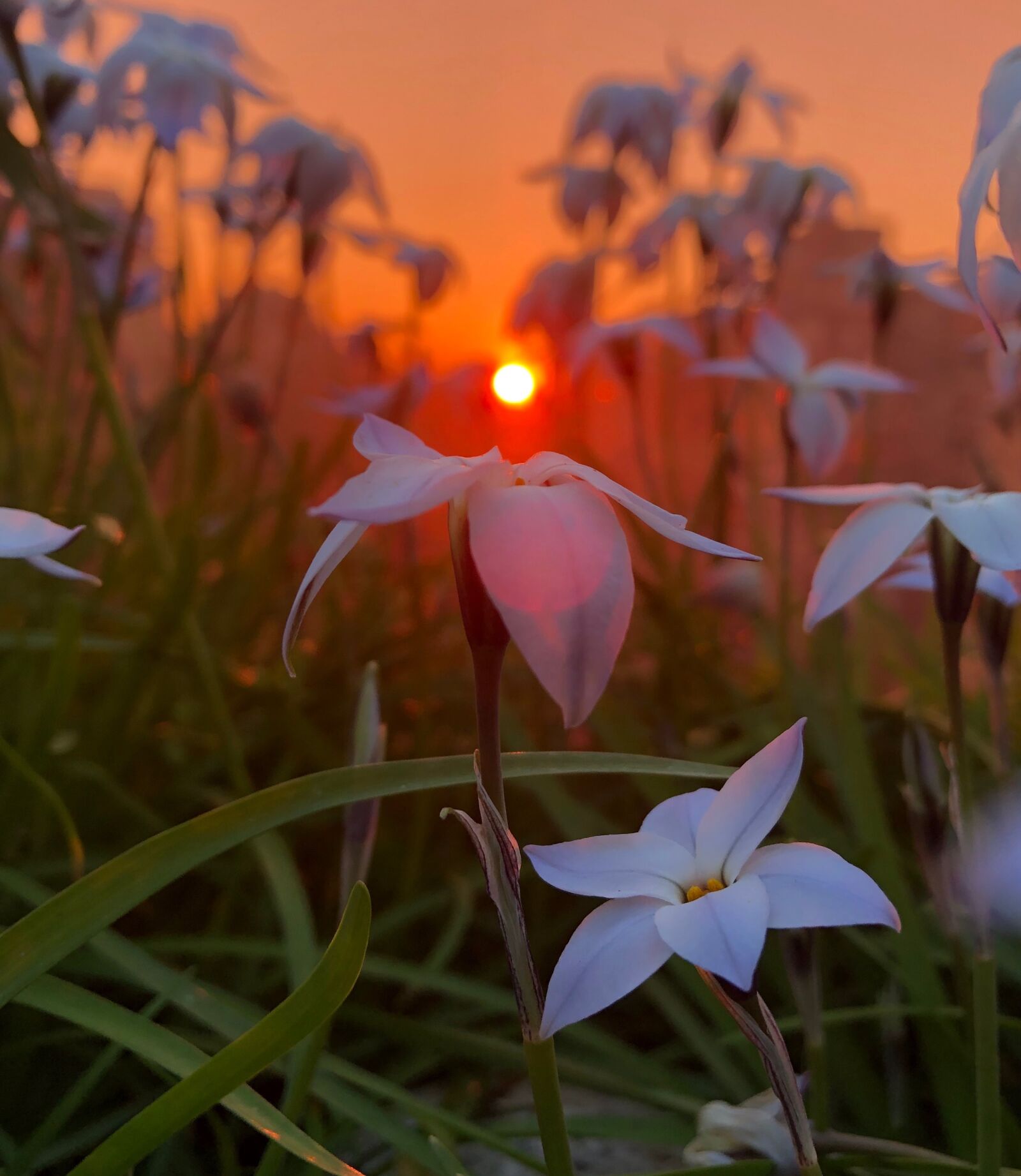 iPhone 8 back camera 3.99mm f/1.8 sample photo. Sunset, flowers, nature photography