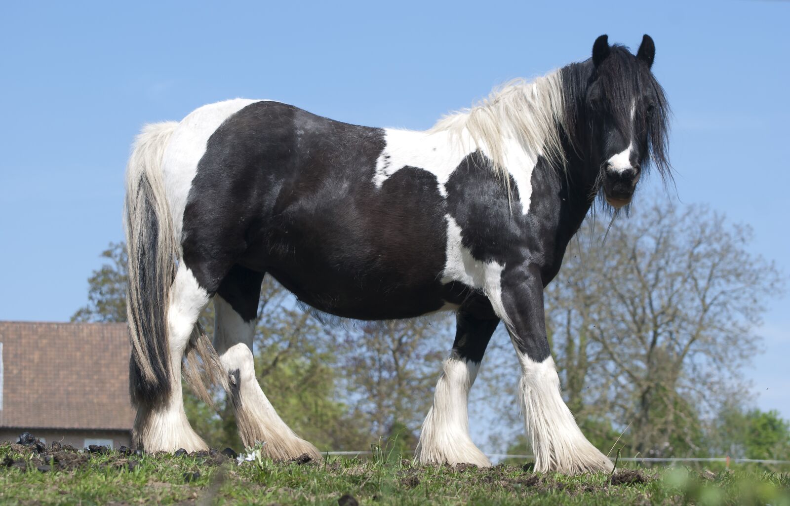Nikon D80 sample photo. Horse, workhorse, animal photography
