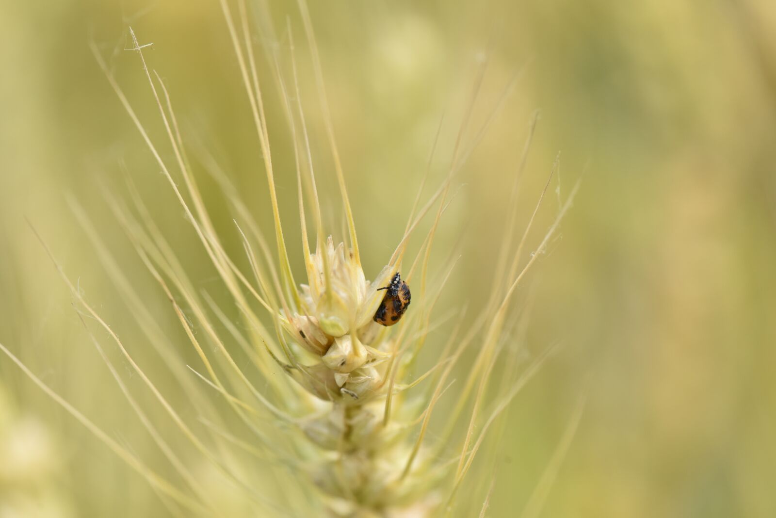 Nikon D810 sample photo. Twenty-eight star ladybug, wheat photography