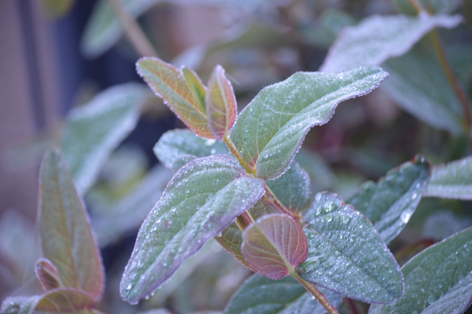 Nikon D3200 sample photo. Dew, morning, nature photography