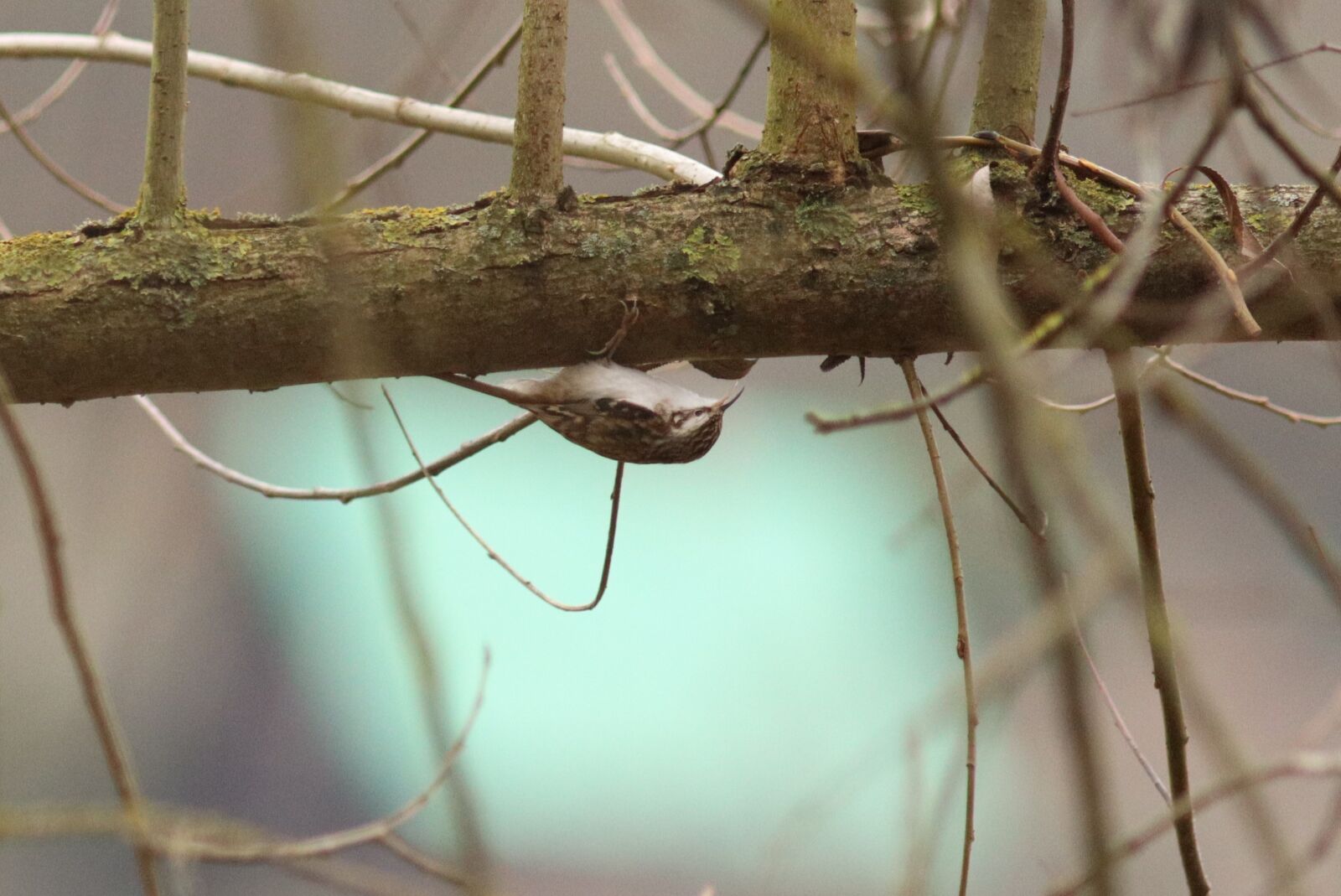 Canon EOS M50 Mark II (EOS Kiss M2) sample photo. Treecreeper photography