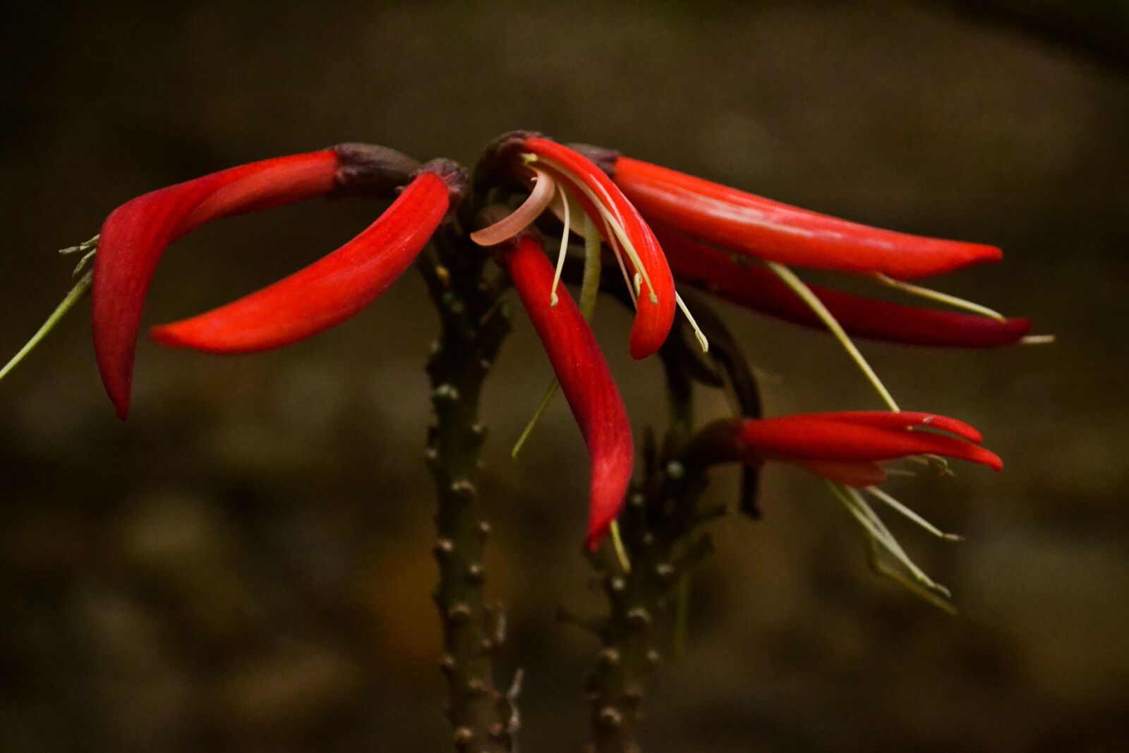 Nikon D3100 sample photo. Flower, garden, violet photography