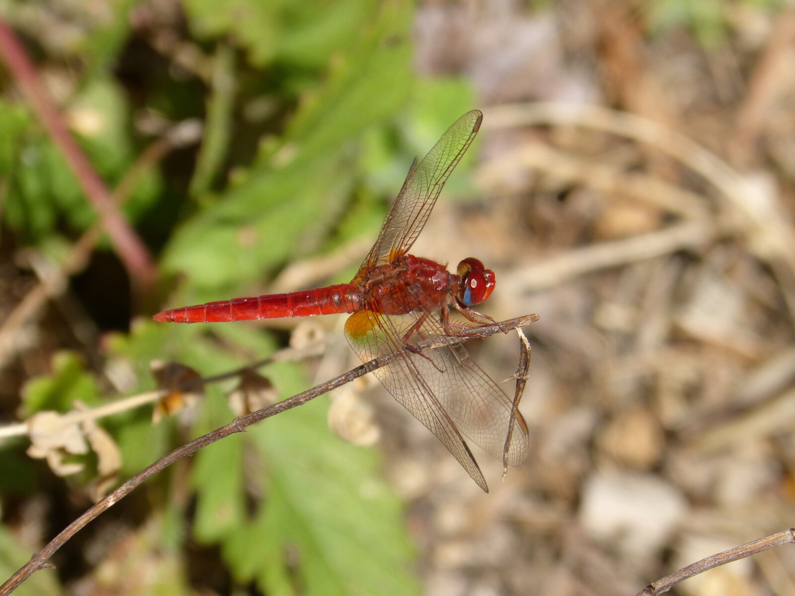 Panasonic DMC-FZ62 sample photo. Dragonfly, red dragonfly, insect photography