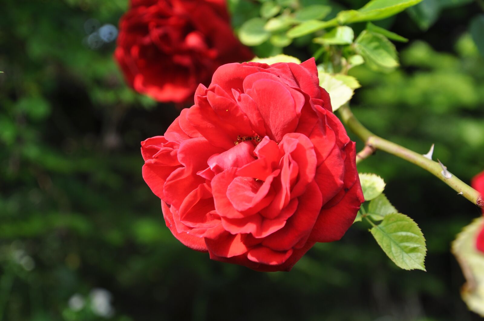 Nikon D5000 sample photo. Rose, flower, nature photography