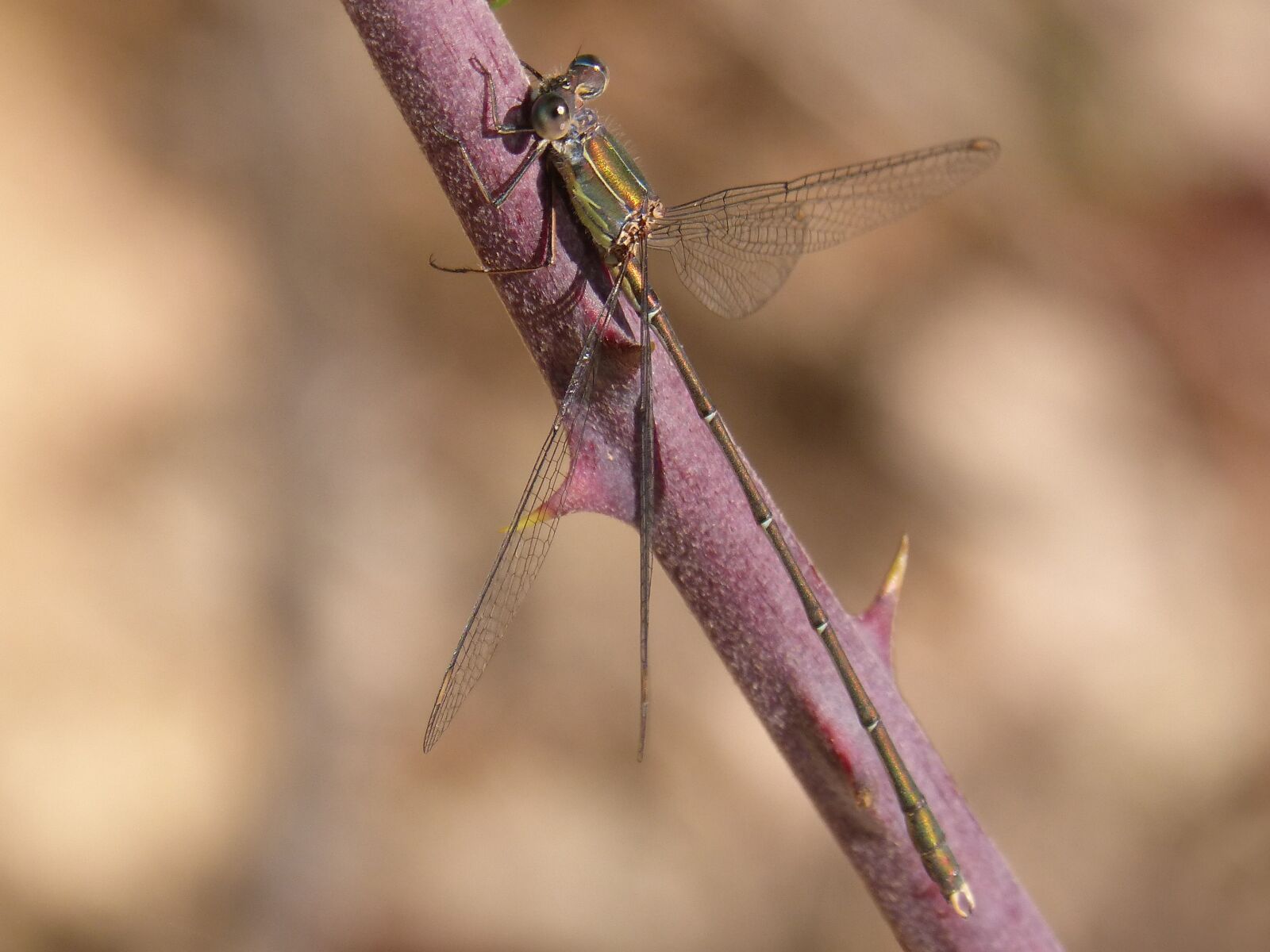 Panasonic DMC-FZ62 sample photo. Dragonfly, green dragonfly, lestes photography