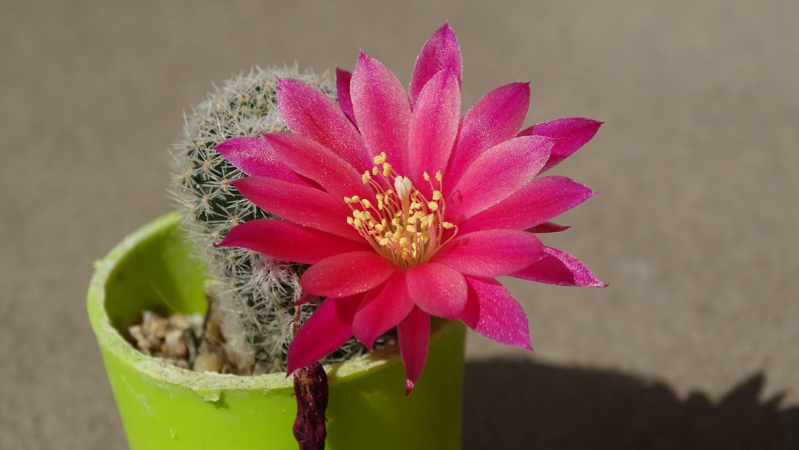 Sony Cyber-shot DSC-HX350 sample photo. Flower, plant, nature photography