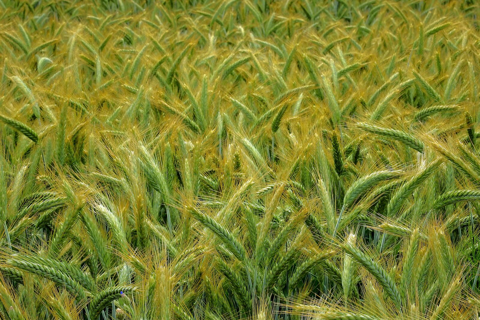 Nikon Coolpix P900 sample photo. Barley, village, field photography