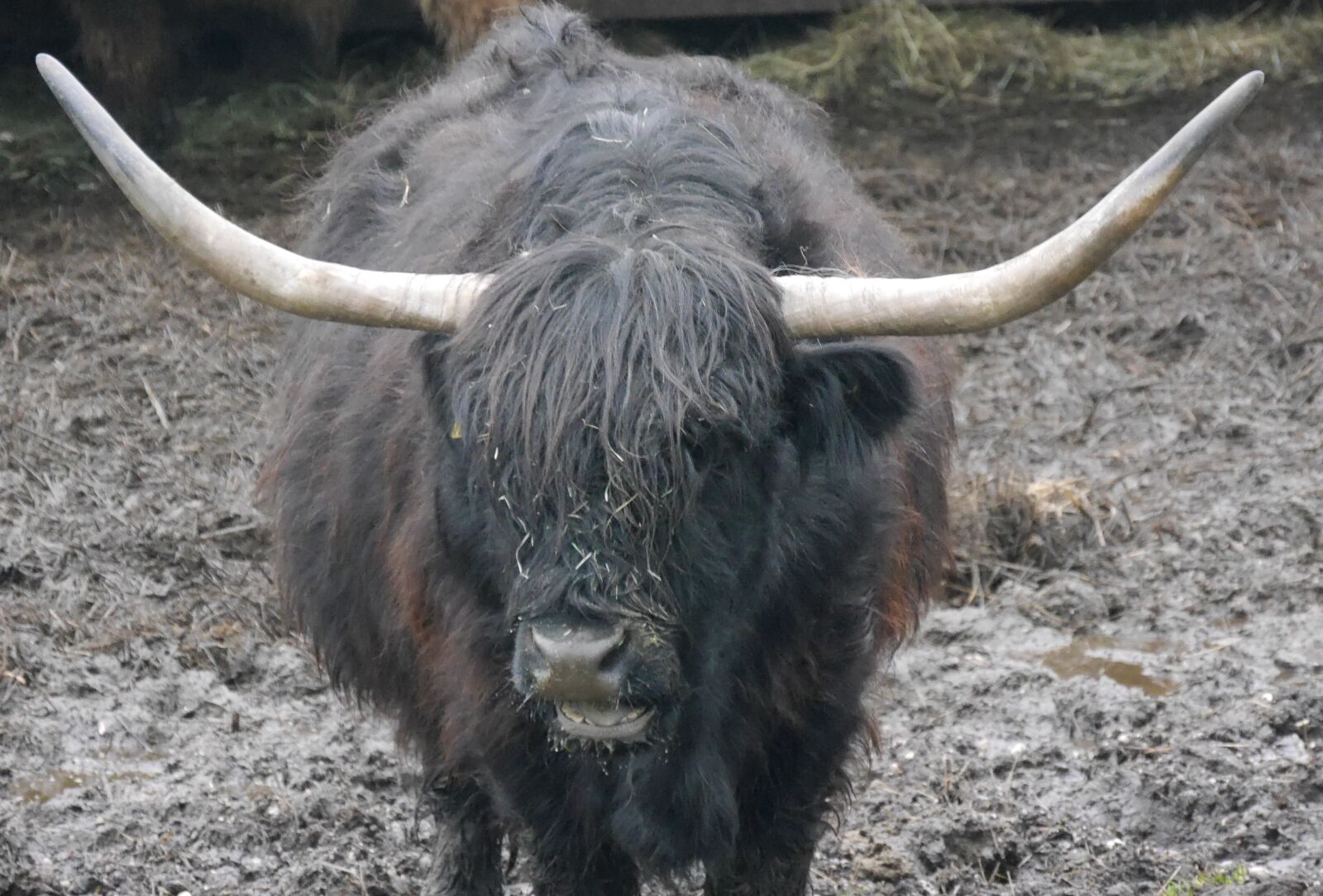 Panasonic Lumix DMC-G6 sample photo. Gallowasy, animals, cattle photography