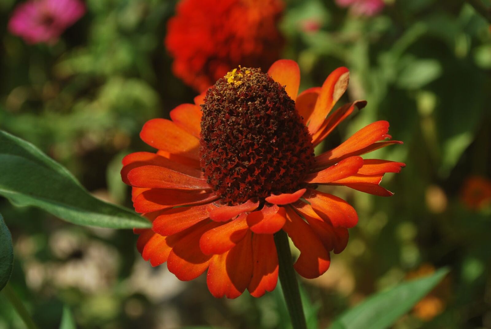 Nikon D60 sample photo. Zinnia, flower, petals photography