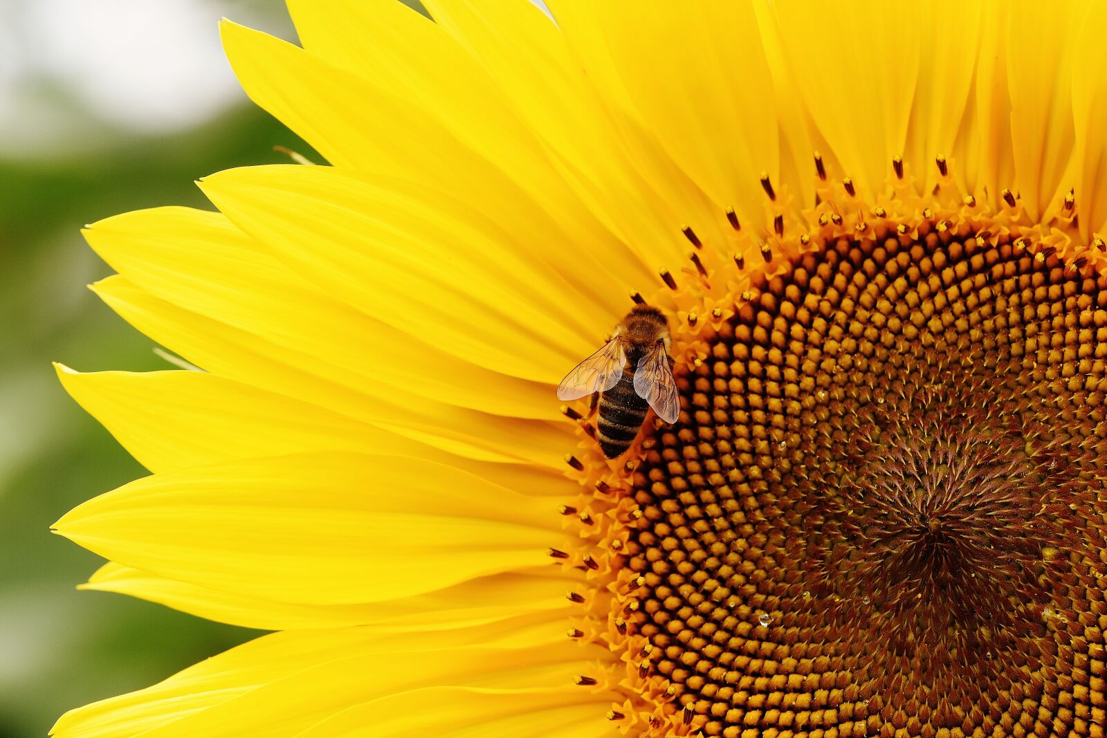 Nikon D7200 sample photo. Sunflower, bees, summer photography