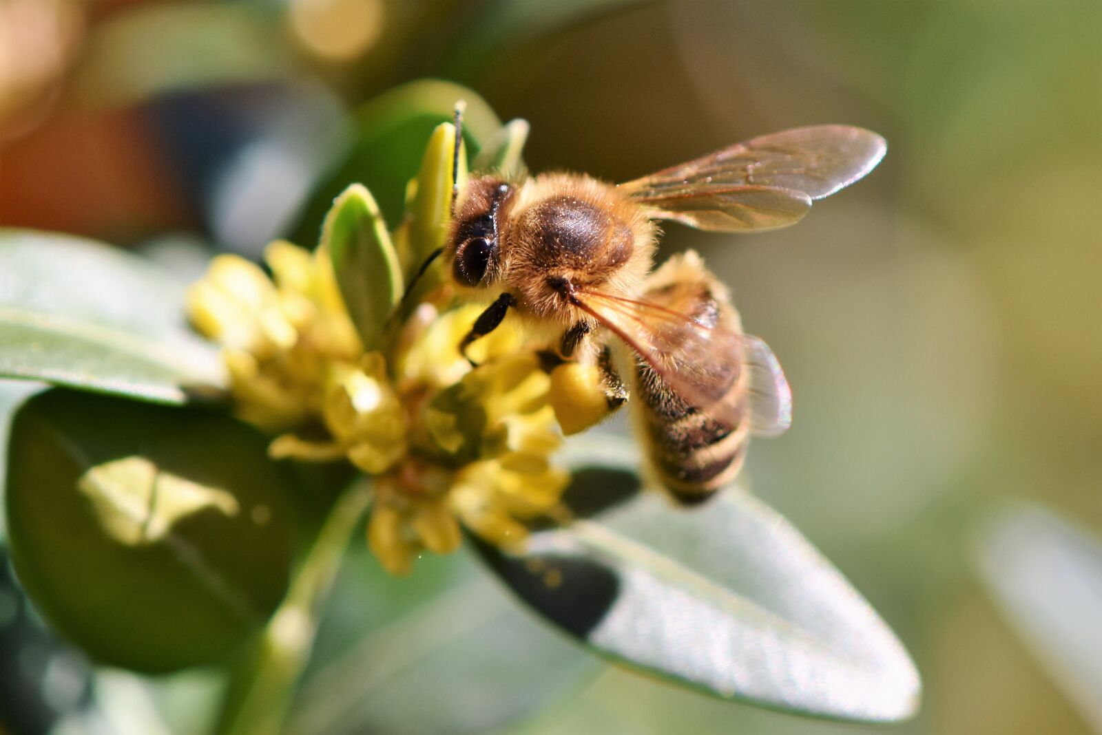 Nikon D7200 sample photo. Bee, honey bee, blossom photography