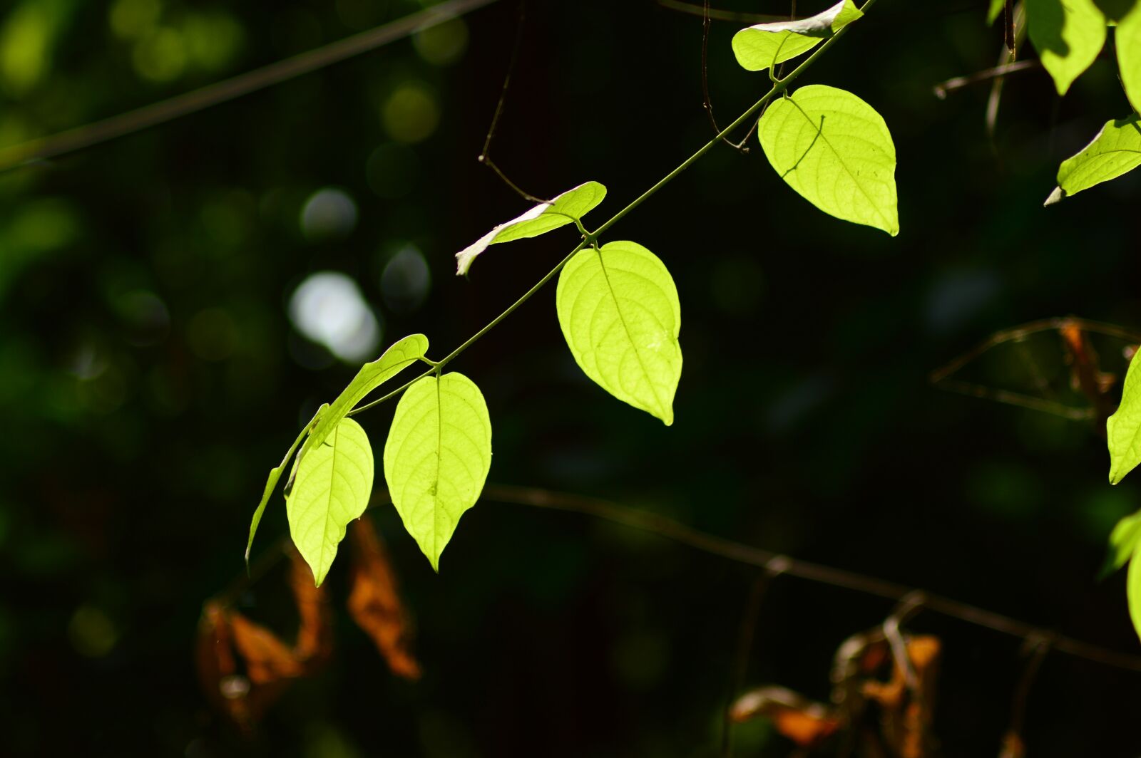 Nikon D3200 sample photo. The, glowing, leaves photography