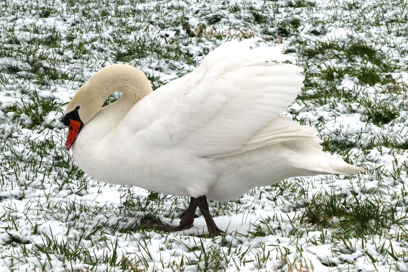 Panasonic Lumix DC-ZS70 (Lumix DC-TZ90) sample photo. Swan, feathers, waterfowl photography
