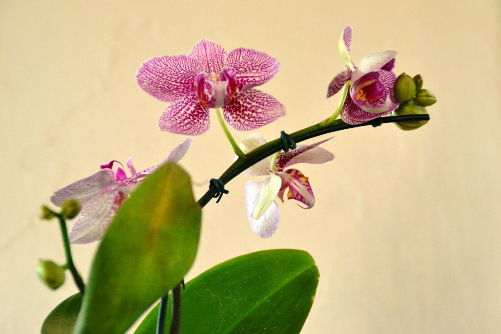 Nikon D3100 sample photo. Orquidea, flower, nature photography