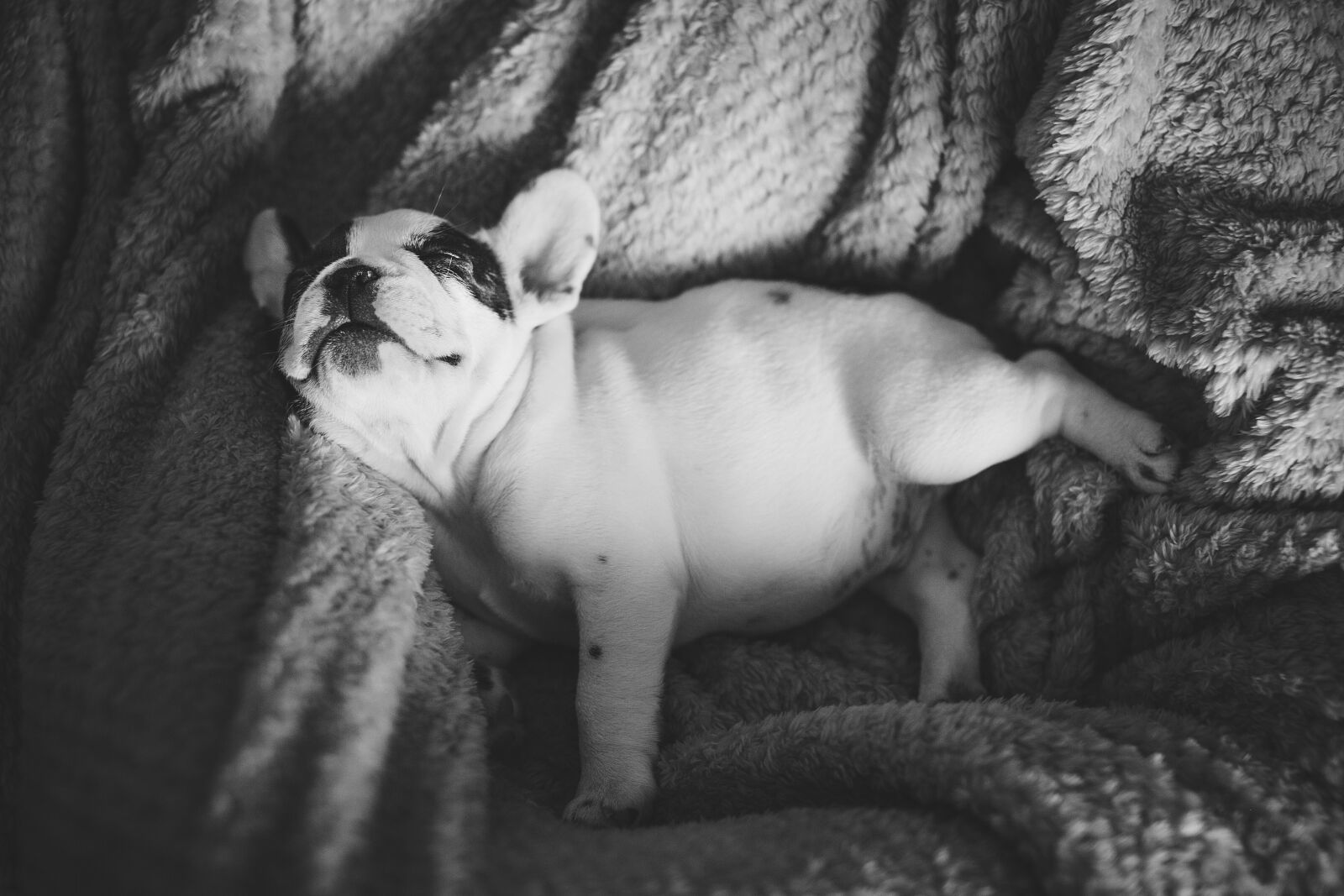 Canon EOS 6D sample photo. Dog, animals, sleeping photography