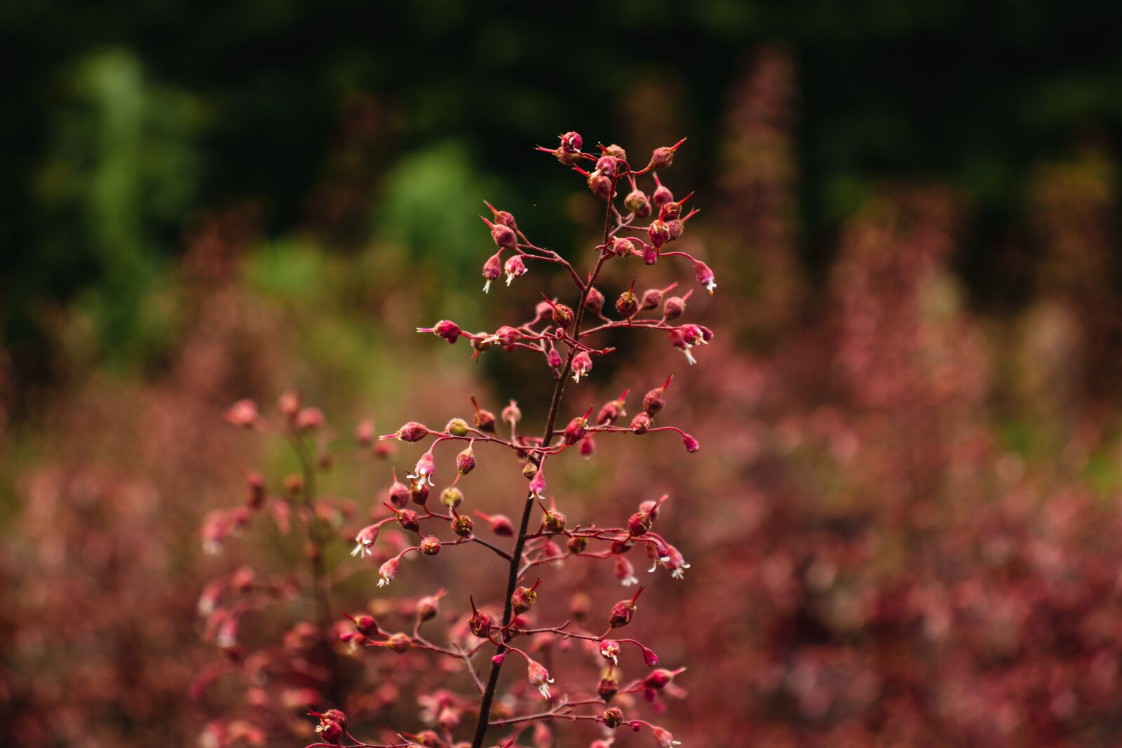 Canon EOS 77D (EOS 9000D / EOS 770D) sample photo. Flower, flowers, beauty photography