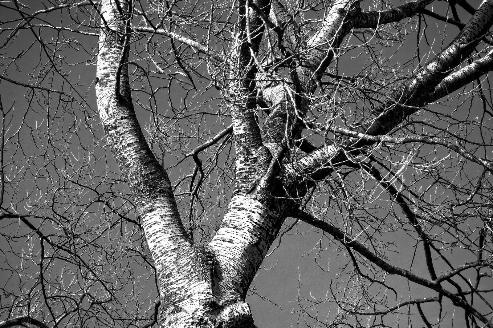 Sony Cyber-shot DSC-RX100 sample photo. Birch tree, birch, tree photography