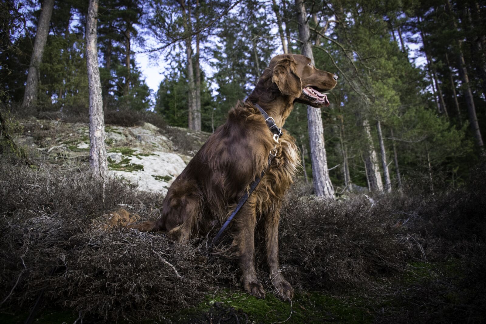 Nikon D5300 sample photo. Irish setter, dog, animals photography