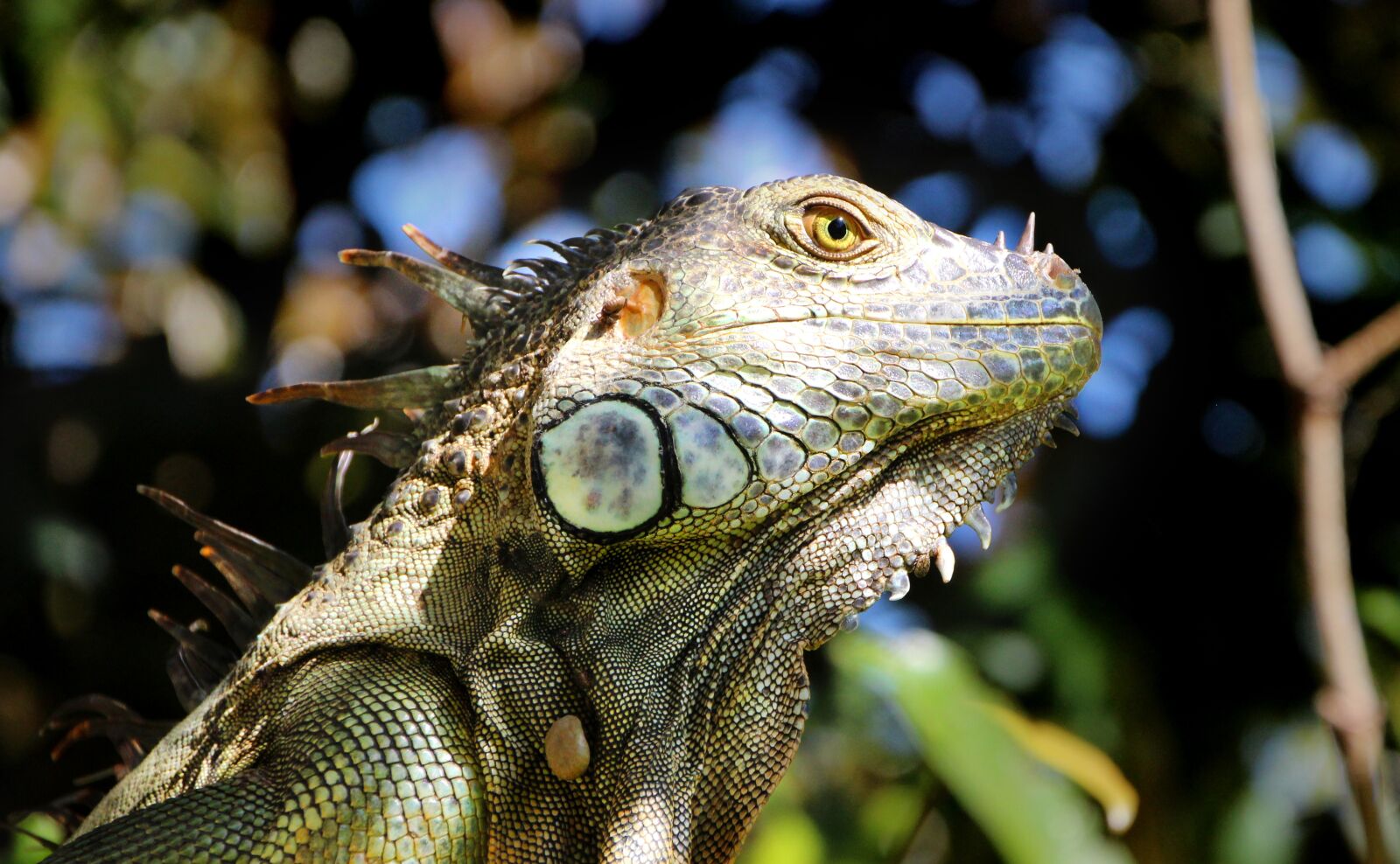 Canon EOS 1300D (EOS Rebel T6 / EOS Kiss X80) sample photo. Iguana, reptile, tree photography
