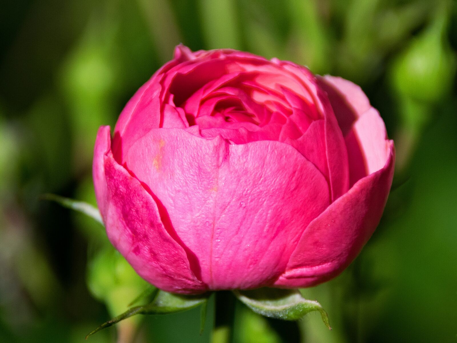 Nikon D5300 sample photo. Rose, pomponella, floribunda photography