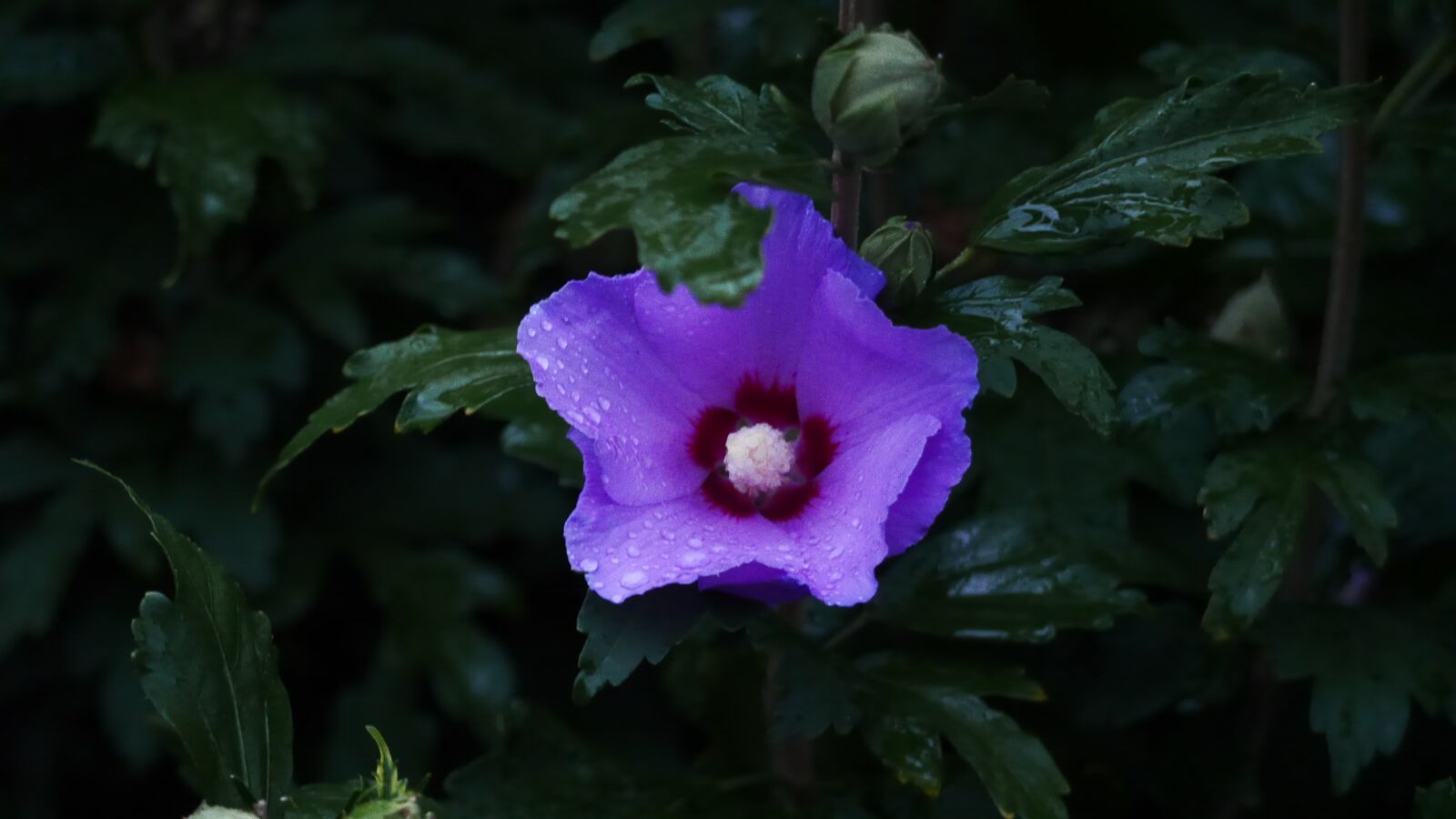 Panasonic Lumix DMC-GH3 sample photo. Hibiscus, blue, close up photography