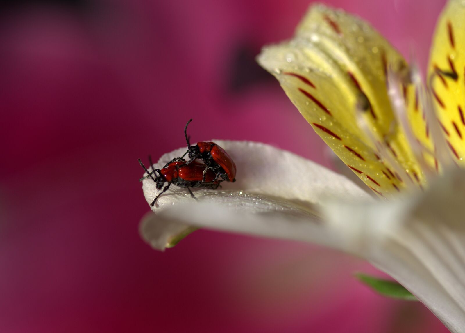 Canon EOS 700D (EOS Rebel T5i / EOS Kiss X7i) sample photo. Petals, insecta, multiplication photography