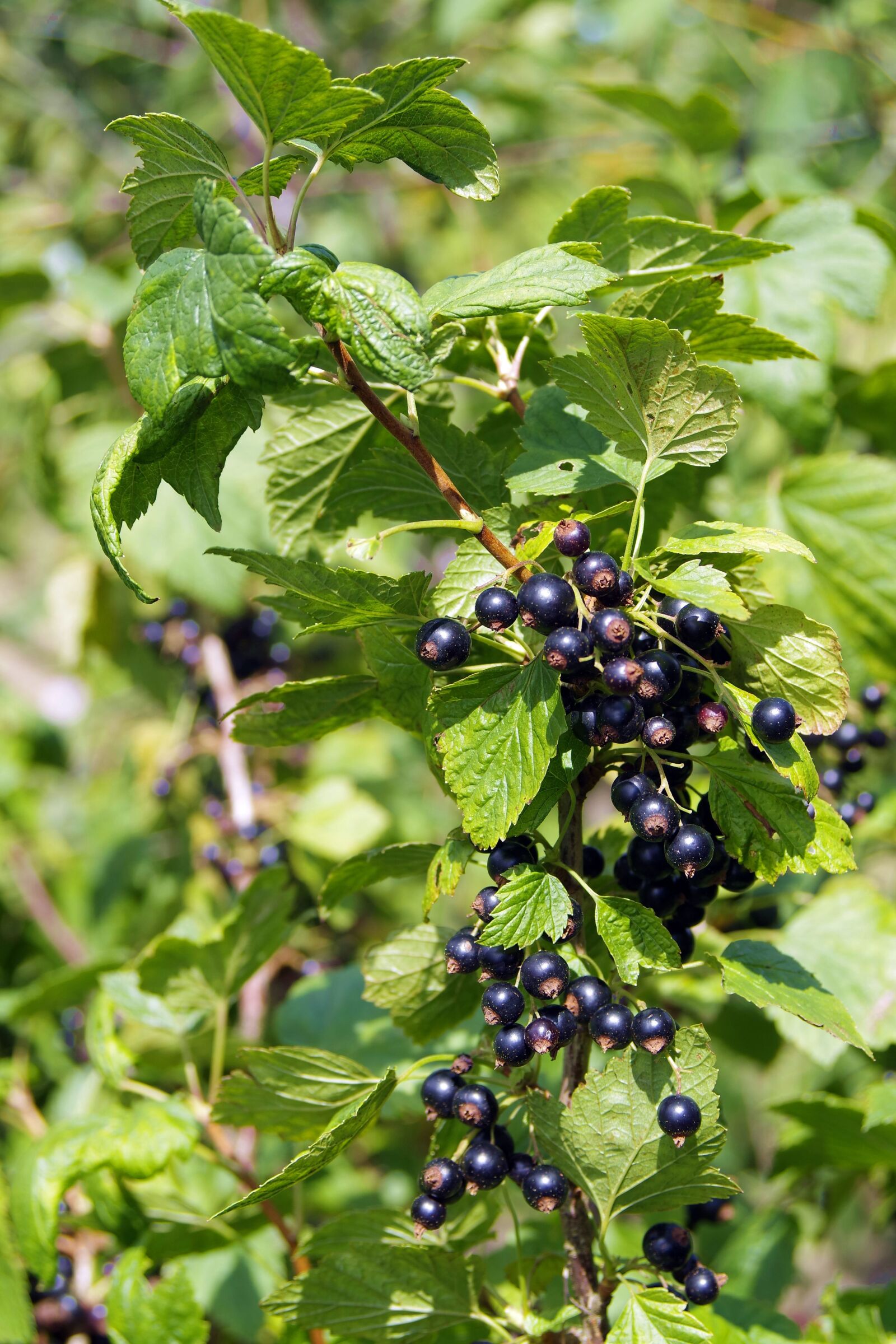 Pentax K-S2 sample photo. Black currant, black, currant photography