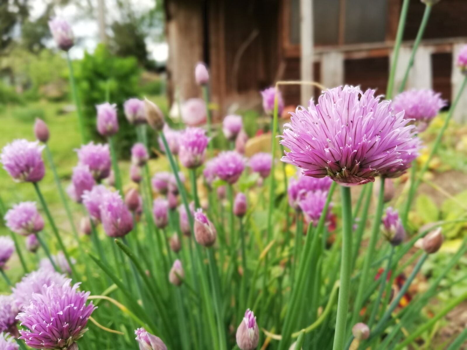 HUAWEI Mate 10 Lite sample photo. Chives, garden, raised bed photography