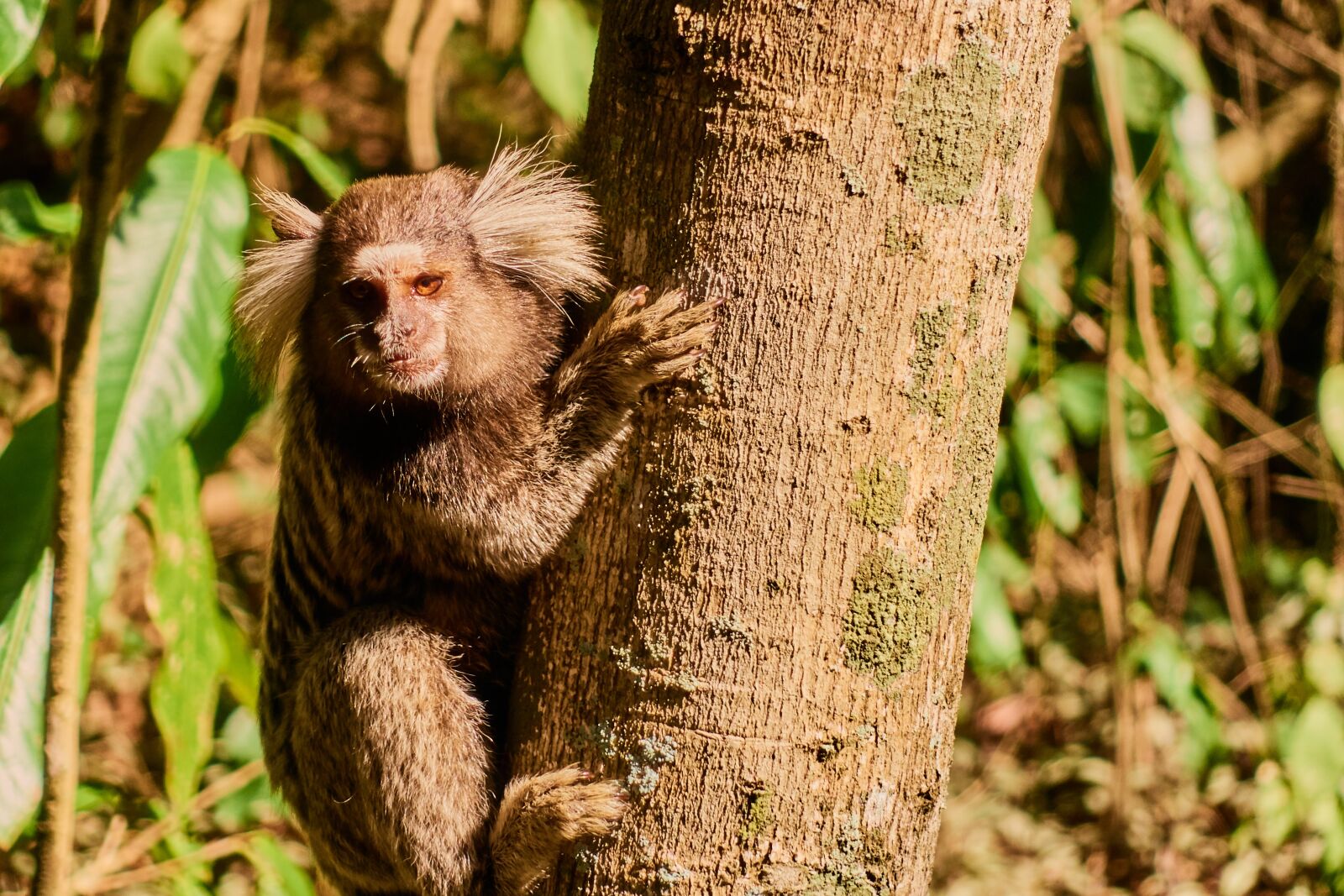 Sony Cyber-shot DSC-RX100 III sample photo. Rio de janeiro, monkey photography