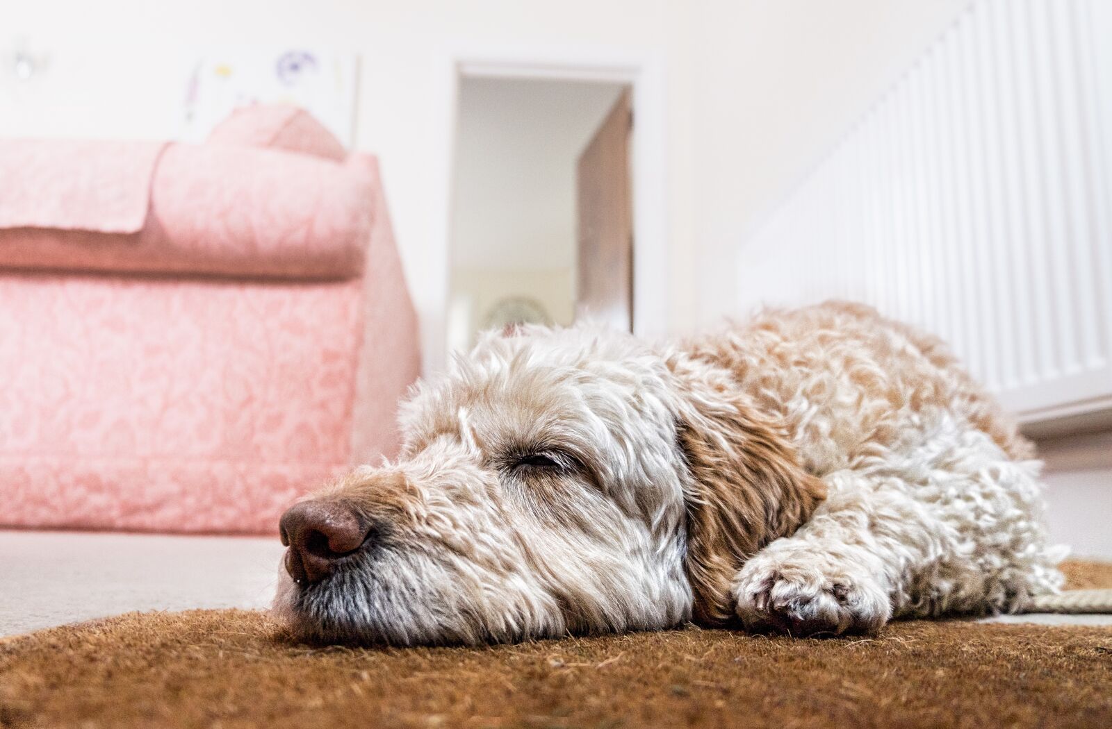 Fujifilm XC 16-50mm F3.5-5.6 OIS II sample photo. Dog, floor, waiting photography