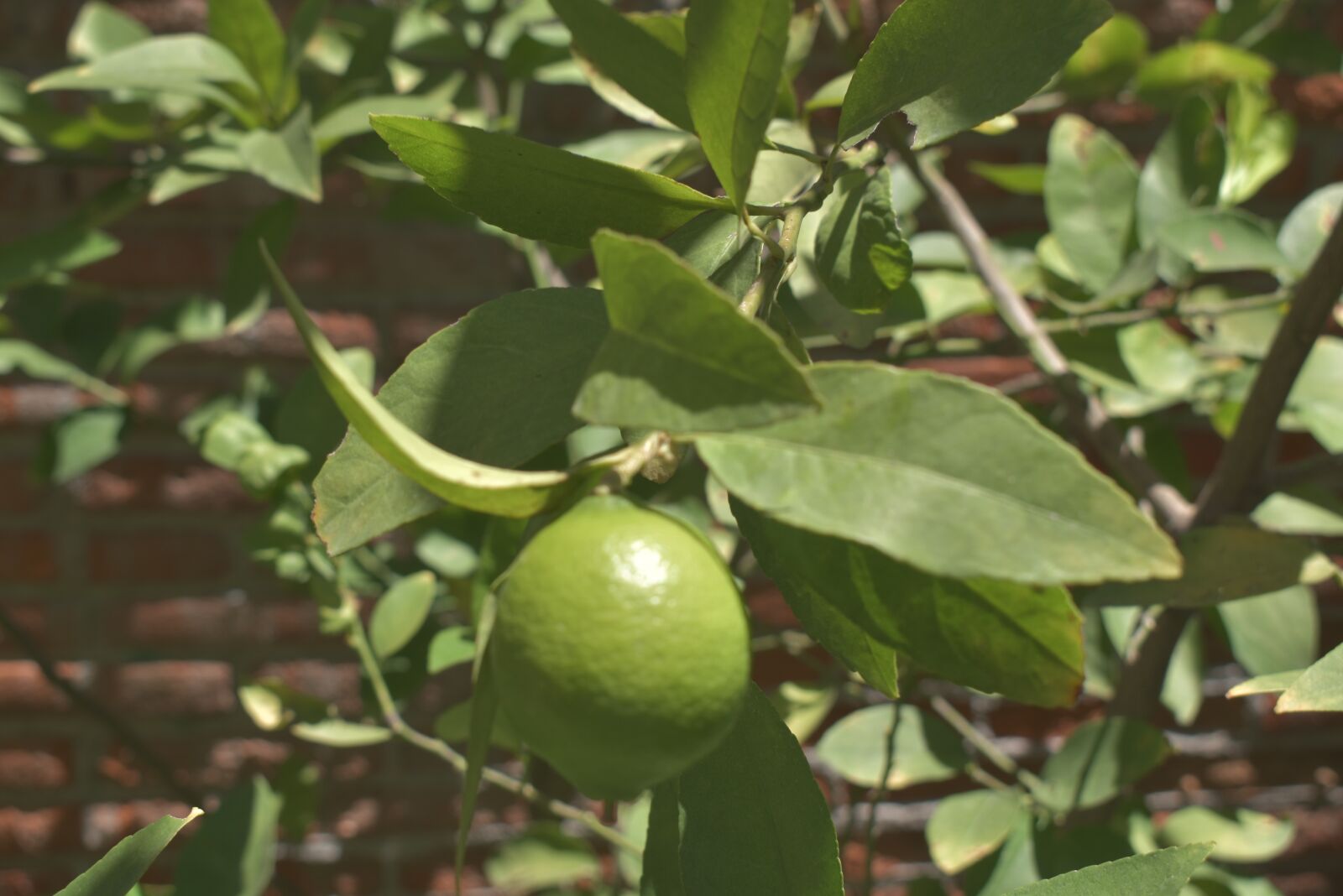 Nikon D3500 sample photo. Lemon, limon, life photography