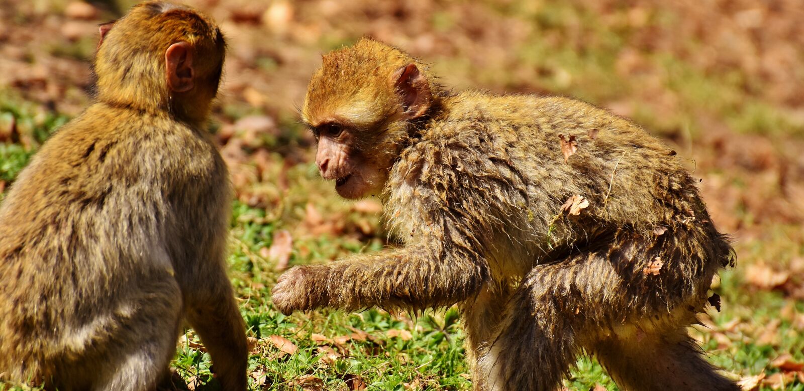 Nikon D7200 sample photo. Berber monkeys, play, cute photography