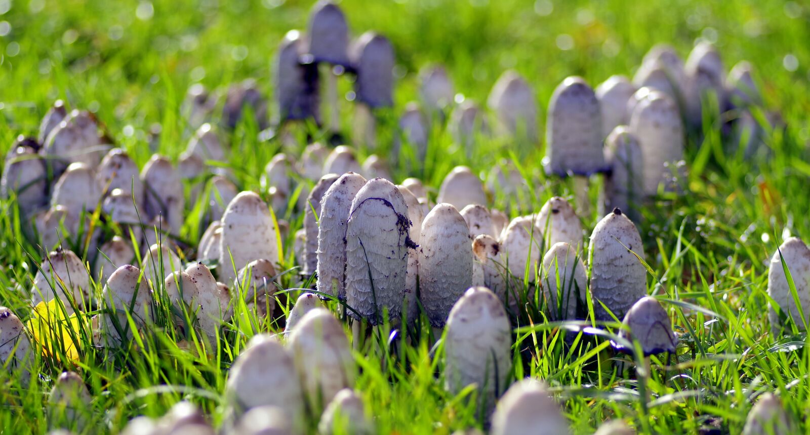 Pentax K-S2 sample photo. Mushrooms, a lot of photography