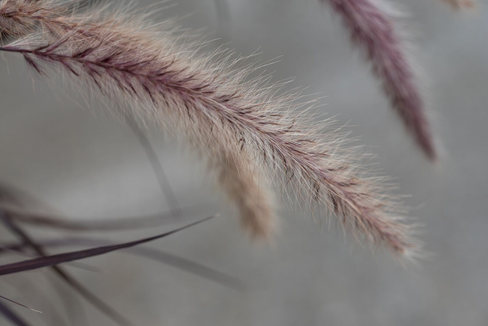 Nikon D750 sample photo. Grasses, grass, nature photography