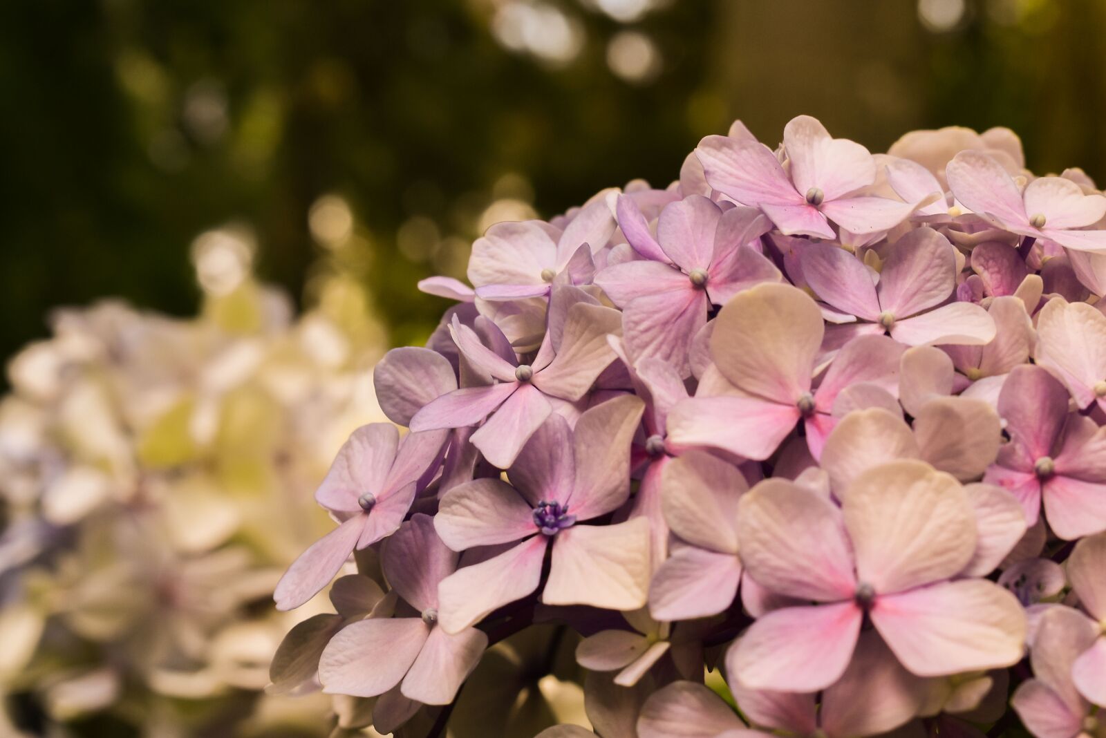 Nikon D3400 sample photo. Flor, flower, nature photography