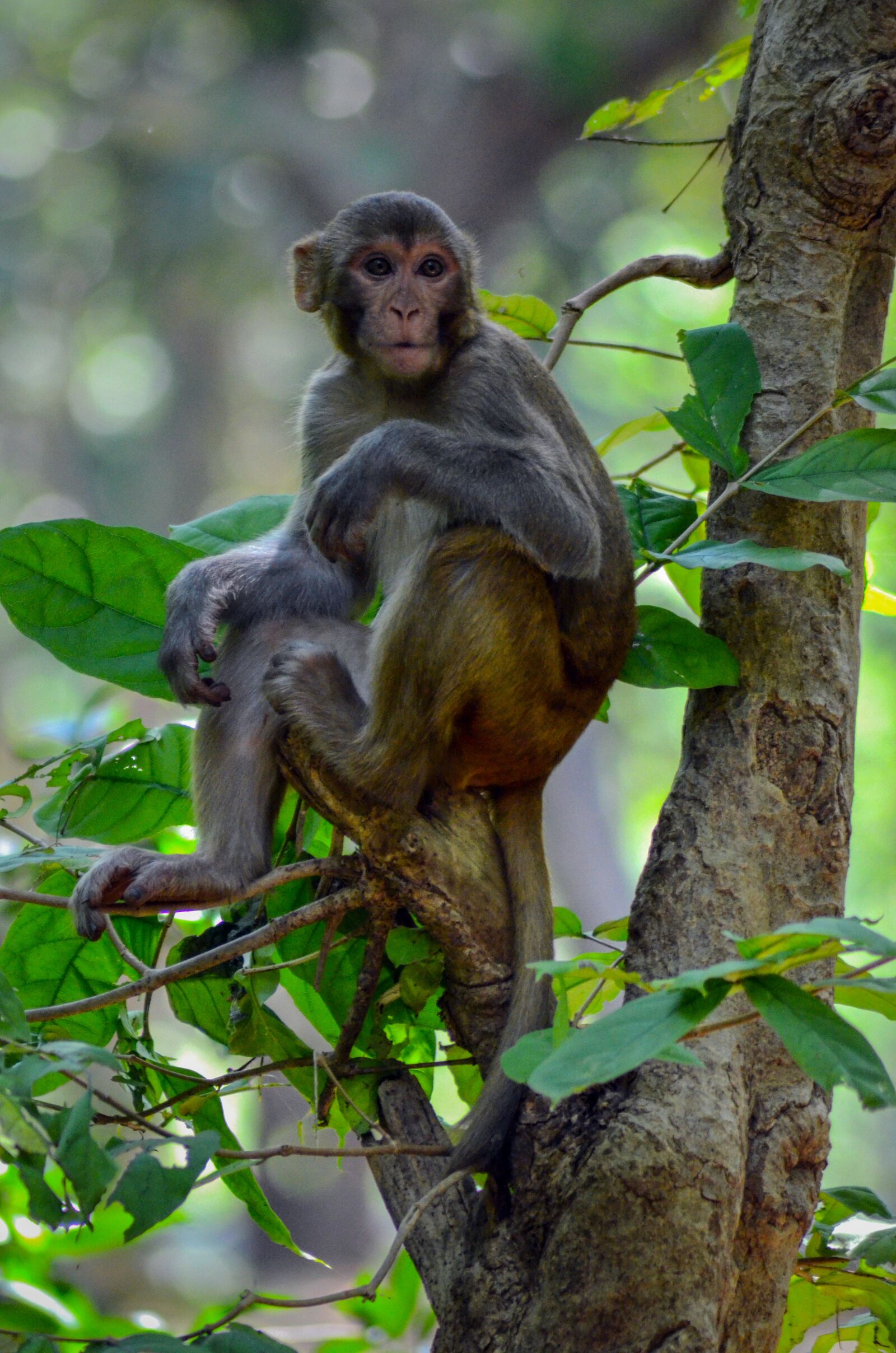 Nikon D5100 sample photo. Monkey, nature, animal photography