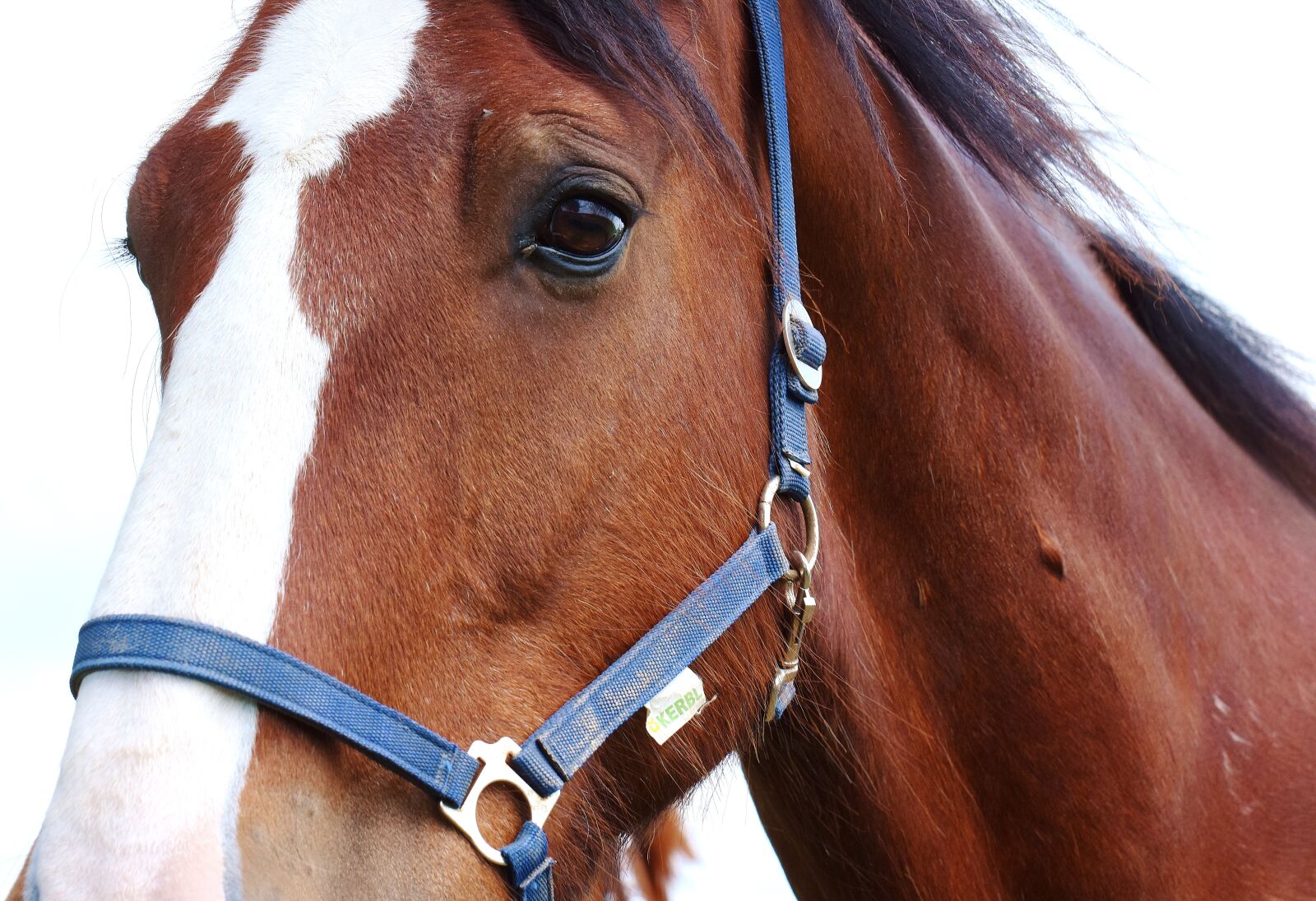 Nikon D7200 sample photo. Horses, stallion, paddock photography